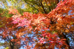 秋の長瀞の紅葉